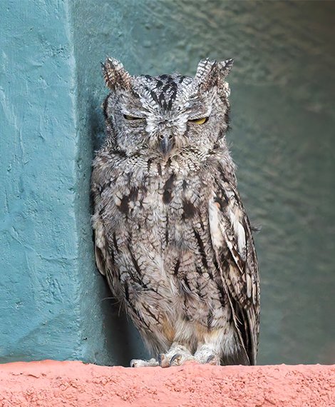 Welcome to the Owl Roost western screech owl 08a4680small