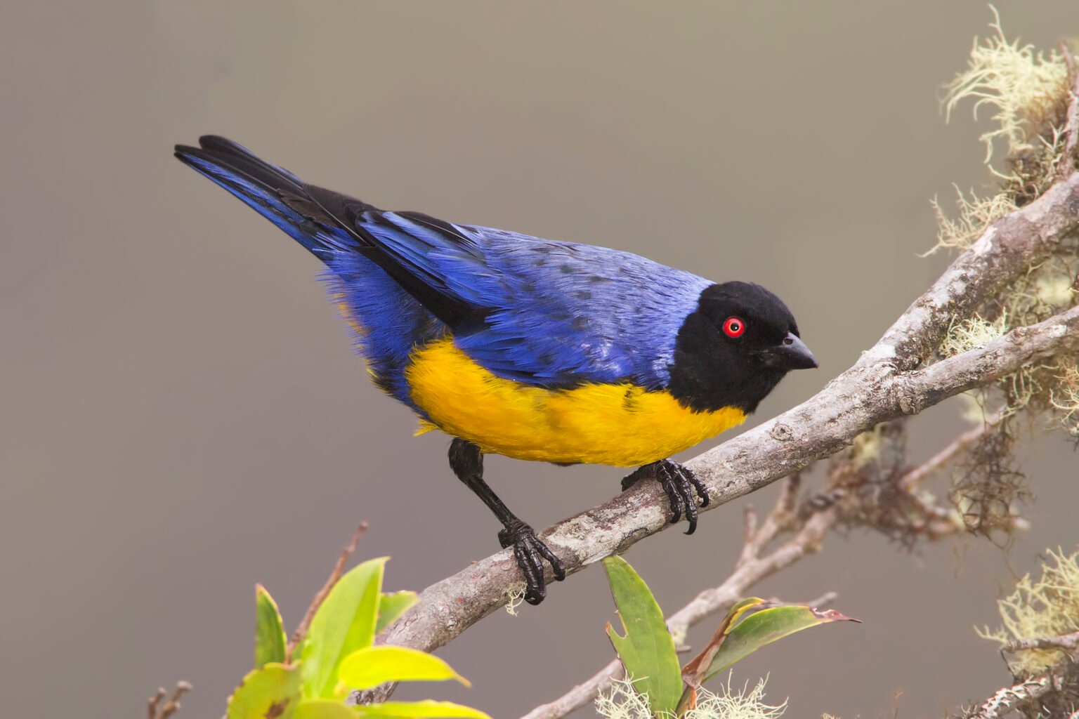 hooded mountain tanager