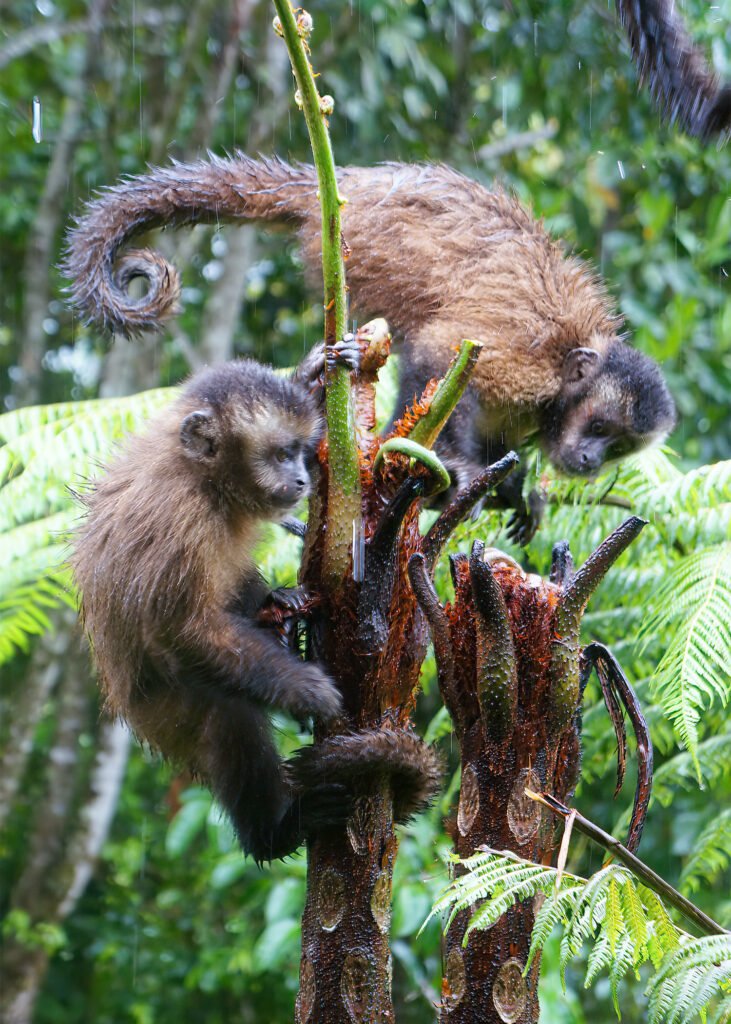 capuchins