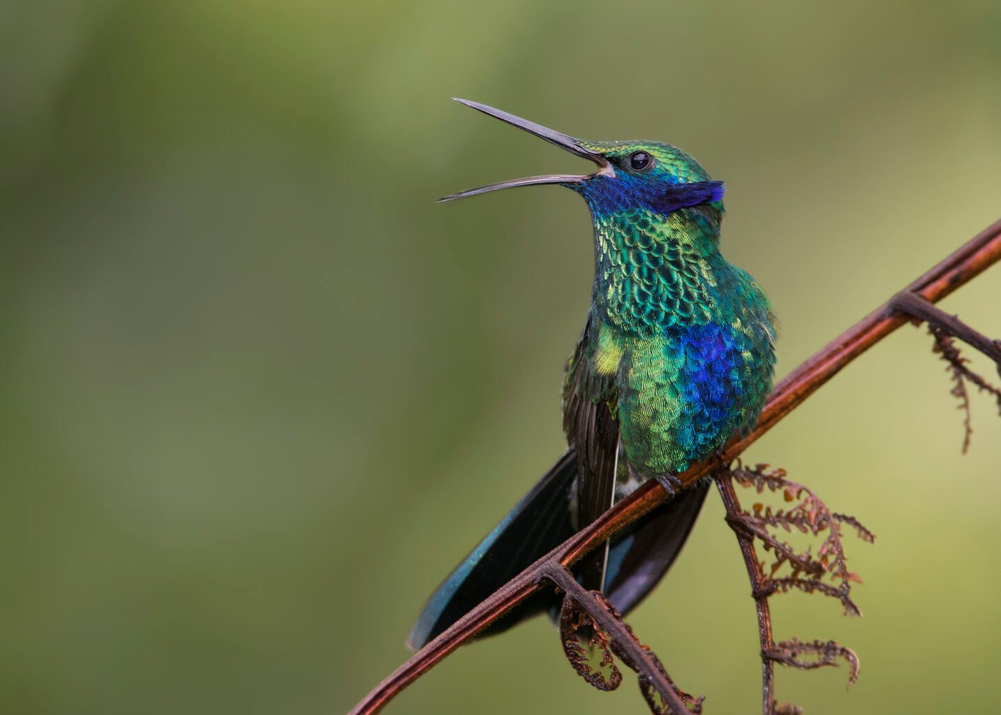 sparkling violetear